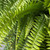 BOSTON FERN 6"