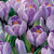 CROCUS PICKWICK 100PK