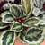 5-9" Foliage CALATHEA MEDALLION 6" 