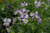 Pansy PANSY 4.5" 