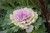 Fall Mums Cabbage/Kale 231175 