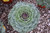 Fall Mums Cabbage/Kale 231175 