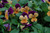 Pansy VIOLA 4.5" 