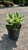 Hosta Patriot 172391 