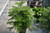 12" & Up Foliage NORFOLK ISLAND PINE 14" 