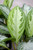 AGLAONEMA SNOW WHITE 6"