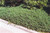  Vinca M Bowles 172442 