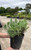 Lavandula angustifolia Munstead 172494