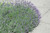 Lavandula angustifolia Munstead 172494
