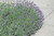Lavender Lavandula angustifolia Munstead 172494 