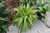 5-9" Foliage DRACAENA  EMMALINE 6" 