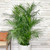 BAMBOO PALM 14"