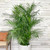 12" & Up Foliage BAMBOO PALM 14" 