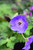 Geranium x Rozanne 172627