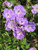 Geranium x Rozanne 172627
