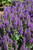  Salvia Marcus 172640 