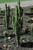 Cactus EUPHORBIA TRIGONA 14" 