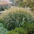  Miscanthus sinensis Adagio 172944 