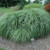  Miscanthus sinensis Adagio 172944 