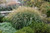  Miscanthus sinensis Adagio 172944 