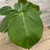 5-9" Foliage PHILODENDRON FUZZY PETIOLE 6" 
