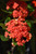 Other Yr.Rnd.Fl.Pot IXORA 10" 