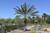 12" & Up Foliage DATE PALM 17"/15GAL 