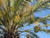12" & Up Foliage DATE PALM 17"/15GAL 