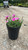  Dianthus Everlast Lavender Eye 227848 