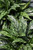 10" Foliage AGLAONEMA SILVERADO 10" 