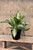 AGLAONEMA 14" SILVER BAY