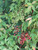 Nandina domestica Tuscan Flame 332602