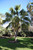 12" & Up Foliage WINDMILL PALM 15G 