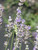 Lavandula intermedia Provence 174251