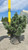  Pinus parviflora Pentazuma 305875 