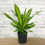 DRACAENA GOLDEN HEART 8"/10"