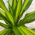 5-9" Foliage DRACAENA GOLDEN HEART 8"/10" 