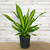 5-9" Foliage DRACAENA GOLDEN HEART 8"/10" 