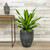 5-9" Foliage DRACAENA GOLDEN HEART 8"/10" 