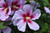 Hibiscus HIBISCUS BUSH 12" 