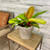 5-9" Foliage PHILO PRINCE OF ORANGE 8" 