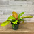 5-9" Foliage PHILO PRINCE OF ORANGE 8" 