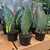 5-9" Foliage SANSEVIERIA WHALE FIN 6" 