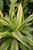 10" Foliage LEMON LIME 130038 
