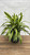 10" Foliage LEMON LIME 130038 