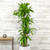 12" & Up Foliage DRACAENA MASSANGEANA CANE 14" 