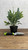5-9" Foliage FERN ASSORTED 6" 