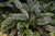 5-9" Foliage CALATHEA STELLA 8" 