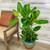 10" Foliage FICUS AUDREY COLUMN/BUSH 10" 