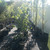 Other Dec. Tree Cercis chinenesis Avondale 174818 